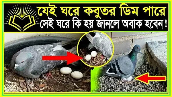 Eggs | What Happens in the House Where Pigeons Lay Their Eggs? You will be surprised to know!