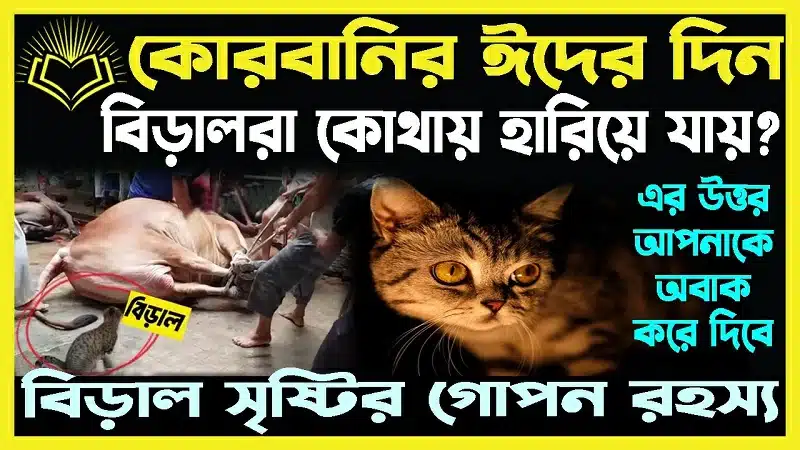 Qurbani Eid and cats | Why Are Cats Not Seen on the Day of Qurbani Eid?