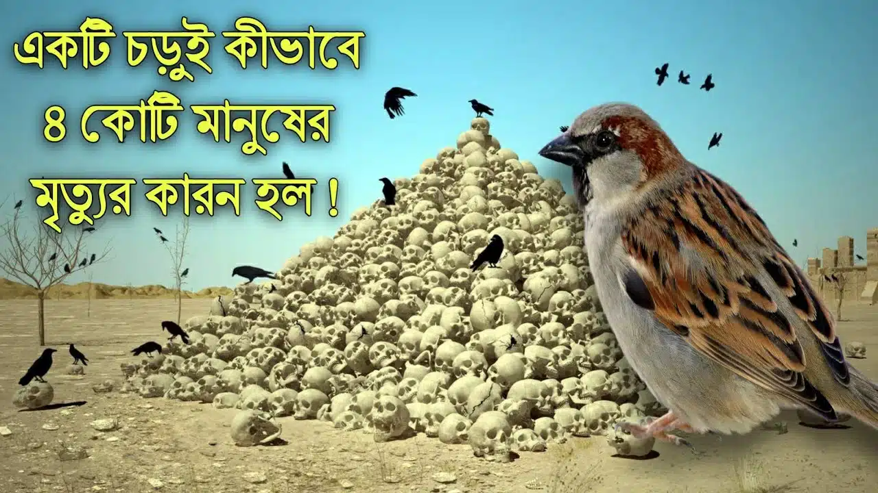 Sparrow Nest 🏡 : House sparrow nest🐦 : Do house sparrows kill other birds🏞️🦜