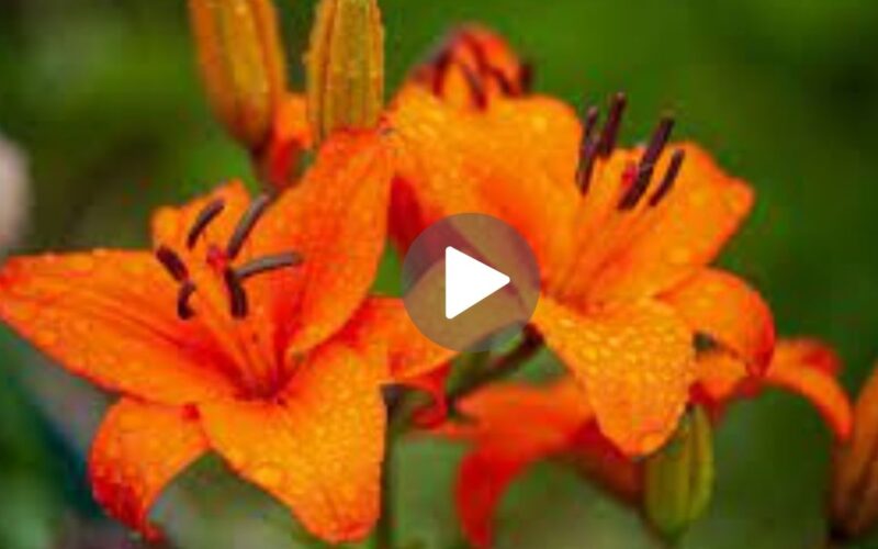 Orange Lilly – JC WEB-DL Movie Download (2024) Dual Audio Full Movie 480p | 720p | 1080p