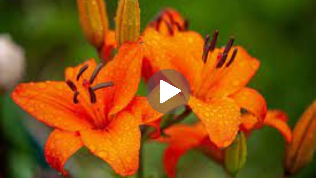 Orange Lilly – JC WEB-DL Movie Download